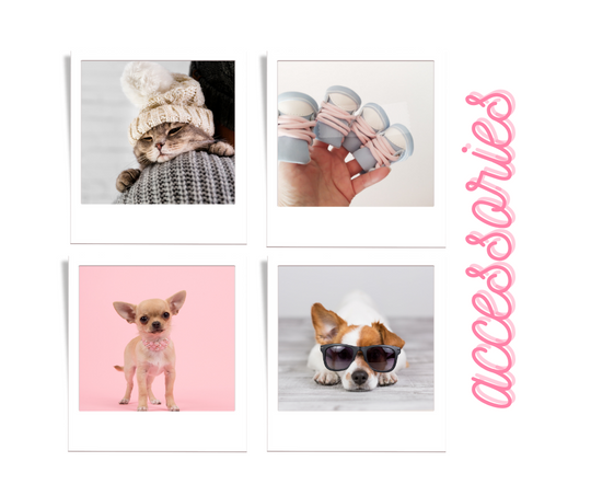 Pet Accessories