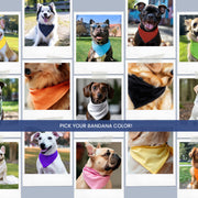 Birthday Bandana for Girl Dog – Cute Party Accessory for Pup