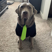 Black Dog Hoodie for Trick or Treating - Stylish & Cozy Costume