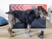 Black Dog Hoodie with Glow-in-the-Dark Pumpkin Face - Halloween Pet Costume