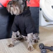 Black Dog Hoodie with Glow-in-the-Dark Pumpkin Face - Halloween Pet Costume