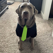 Black Dog Hoodie with Glow-in-the-Dark Pumpkin Face - Halloween Pet Costume