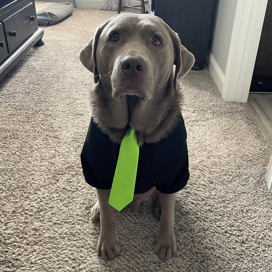 Black Dog Hoodie with Glow-in-the-Dark Pumpkin Face - Halloween Pet Costume
