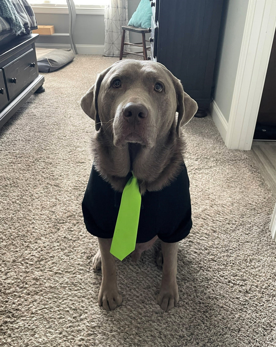 Black Halloween Hoodie for Dog | Spooky and Stylish Pet Outfit