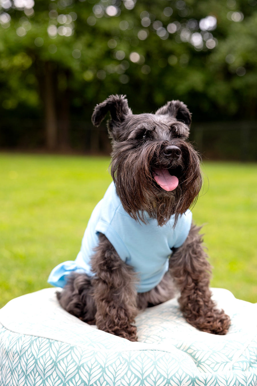 Blue Dog Dress for Winter - Warm & Cozy Outfit for Cold Weather
