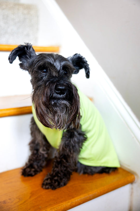 Dog T Shirt in Green with Cute Design