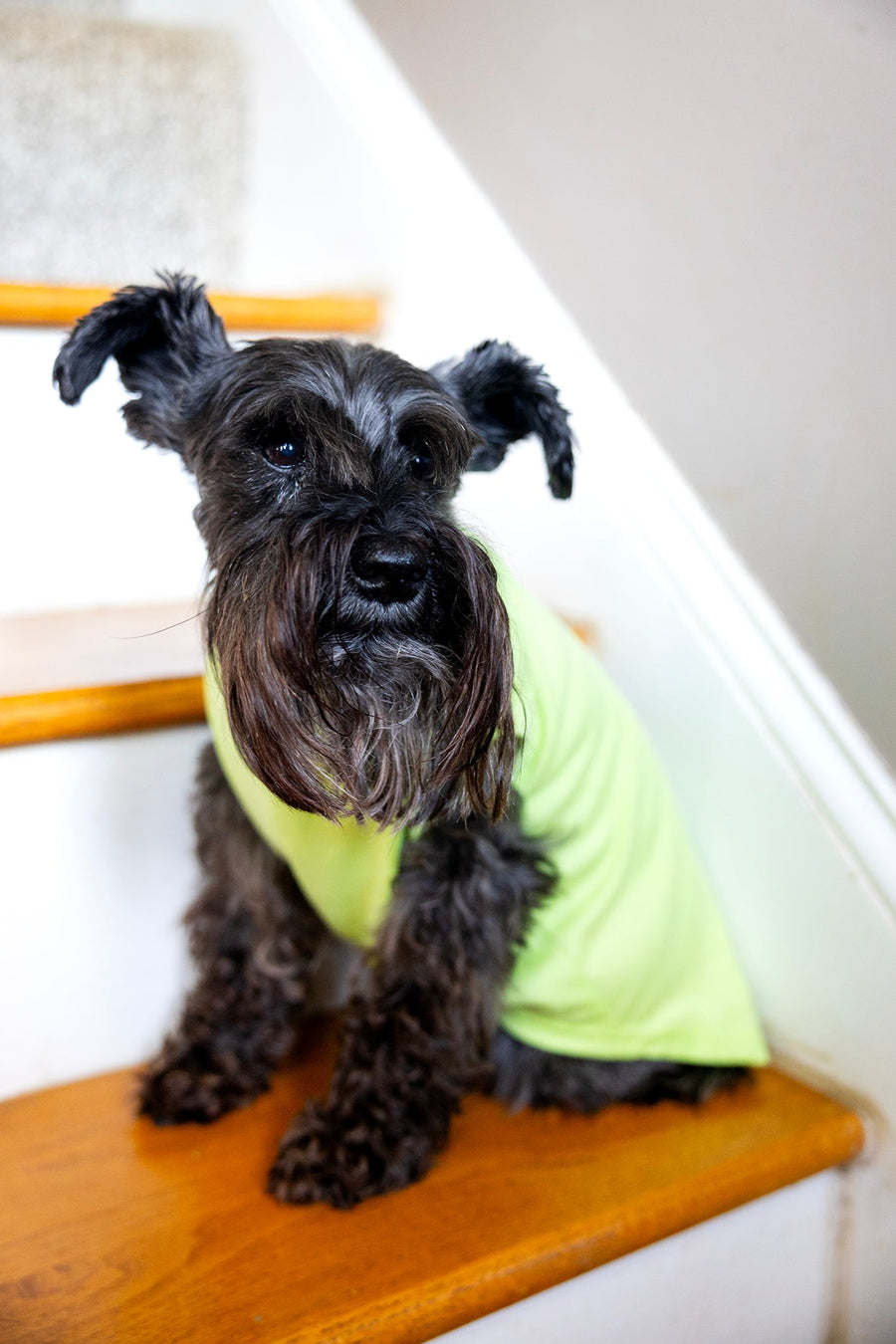 Dog T Shirt in Green with Cute Design