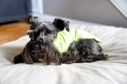 Dog T Shirt in Green with Cute Design