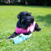 Daddy's Girl Dog Shirt | Pink Tee for Father's Day Gift, Puppy Tank