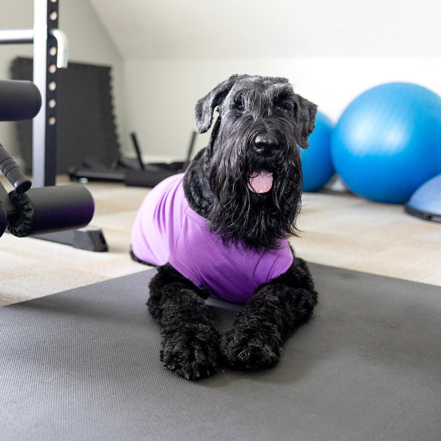 Funny Dog Shirt for Halloween | Help with Separation Anxiety in Pets