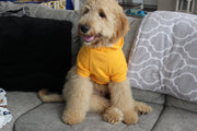 front view of orange dog sweatshirt, doodle sitting