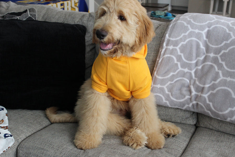 front view of orange dog sweatshirt, doodle sitting