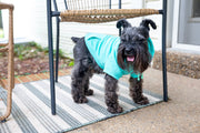 Mama's Boy Dog Hoodie | Teal Sweatshirt Outfit for Stylish Boy Dogs