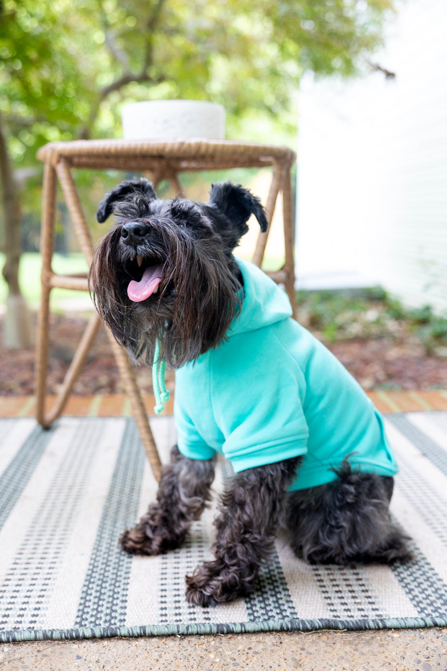 Mama's Boy Dog Hoodie | Teal Sweatshirt Outfit for Stylish Boy Dogs