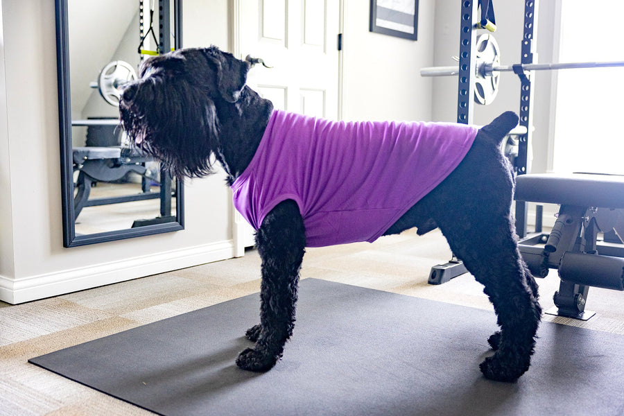 Purple Blank Pet Shirt for DIY Customization - Perfect for Personalizing