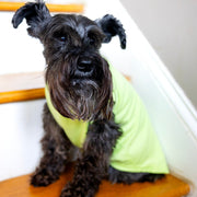 Unisex Pet Birthday Shirt in Green - Fits XS to Giant Breeds for Dogs