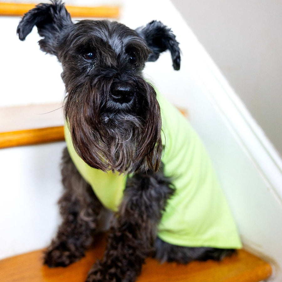 Unisex Pet Birthday Shirt in Green - Fits XS to Giant Breeds for Dogs