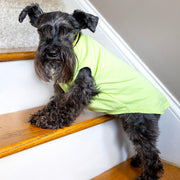 Unisex Pet Birthday Shirt in Green - Fits XS to Giant Breeds for Dogs