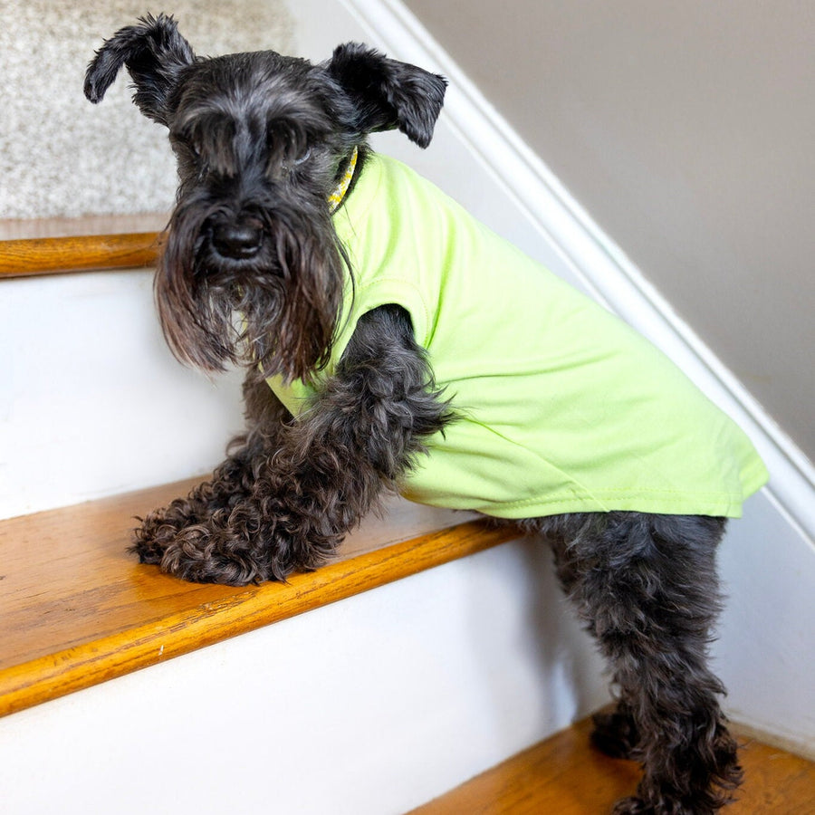 Unisex Pet Birthday Shirt in Green - Fits XS to Giant Breeds for Dogs