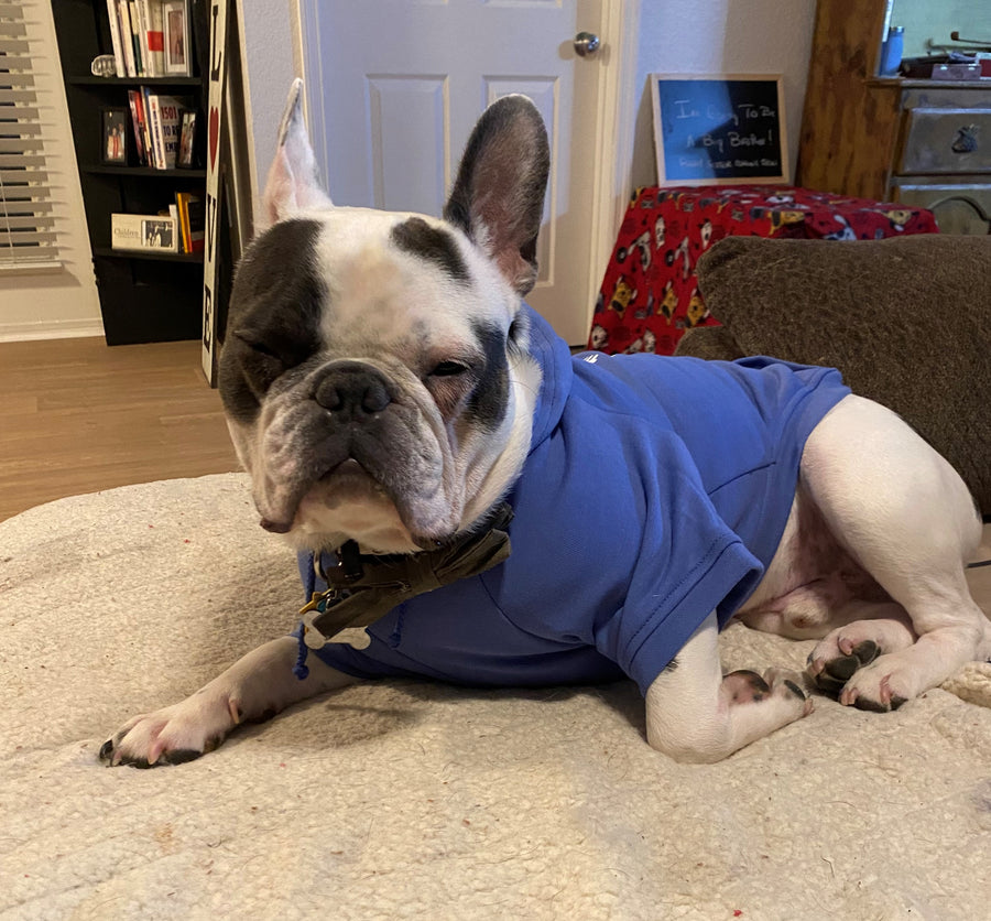 Cookie Taster Dog Hoodie in Blue - Fun & Funny Design for Pets