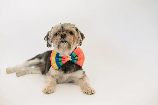 Transform Your Pet's Look with Stylish Bow Ties for Dogs