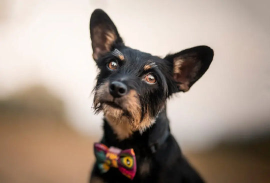 10 Adorable Bow Ties for Dogs That Will Make Your Pup Stand Out in Bowling Green