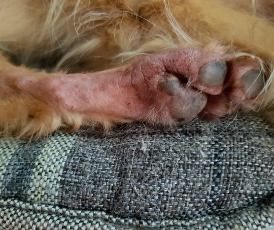 Healing for Paw Irritation