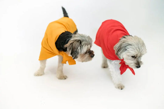Finding the Perfect Small Dog Outfits for Any Occasion