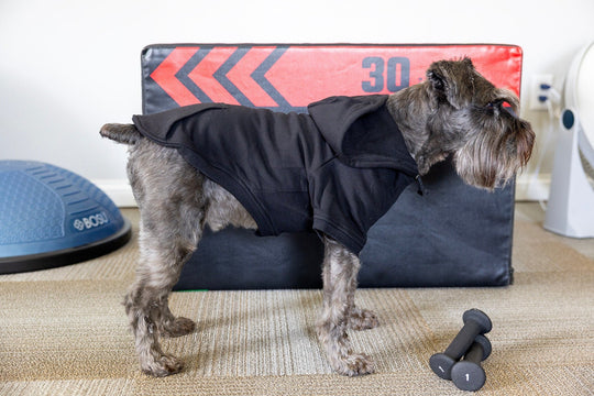 Black Dog Hoodie for Trick or Treating - Stylish & Cozy Costume