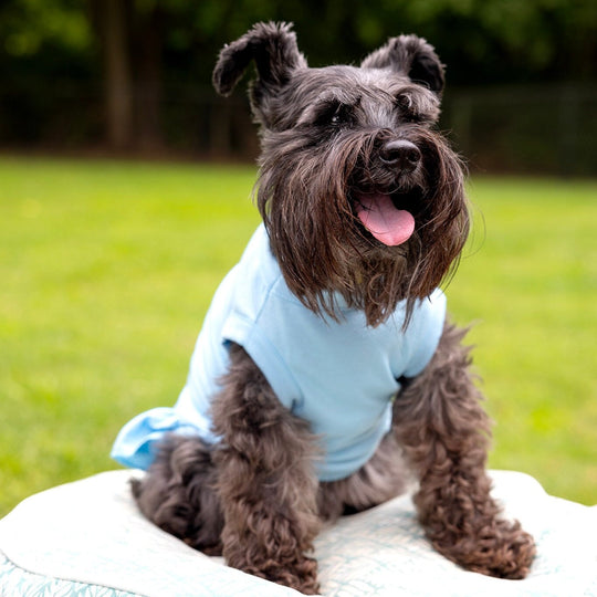 Blue Easter Dress for Dog - Cute & Festive Outfit for Spring Celebrations