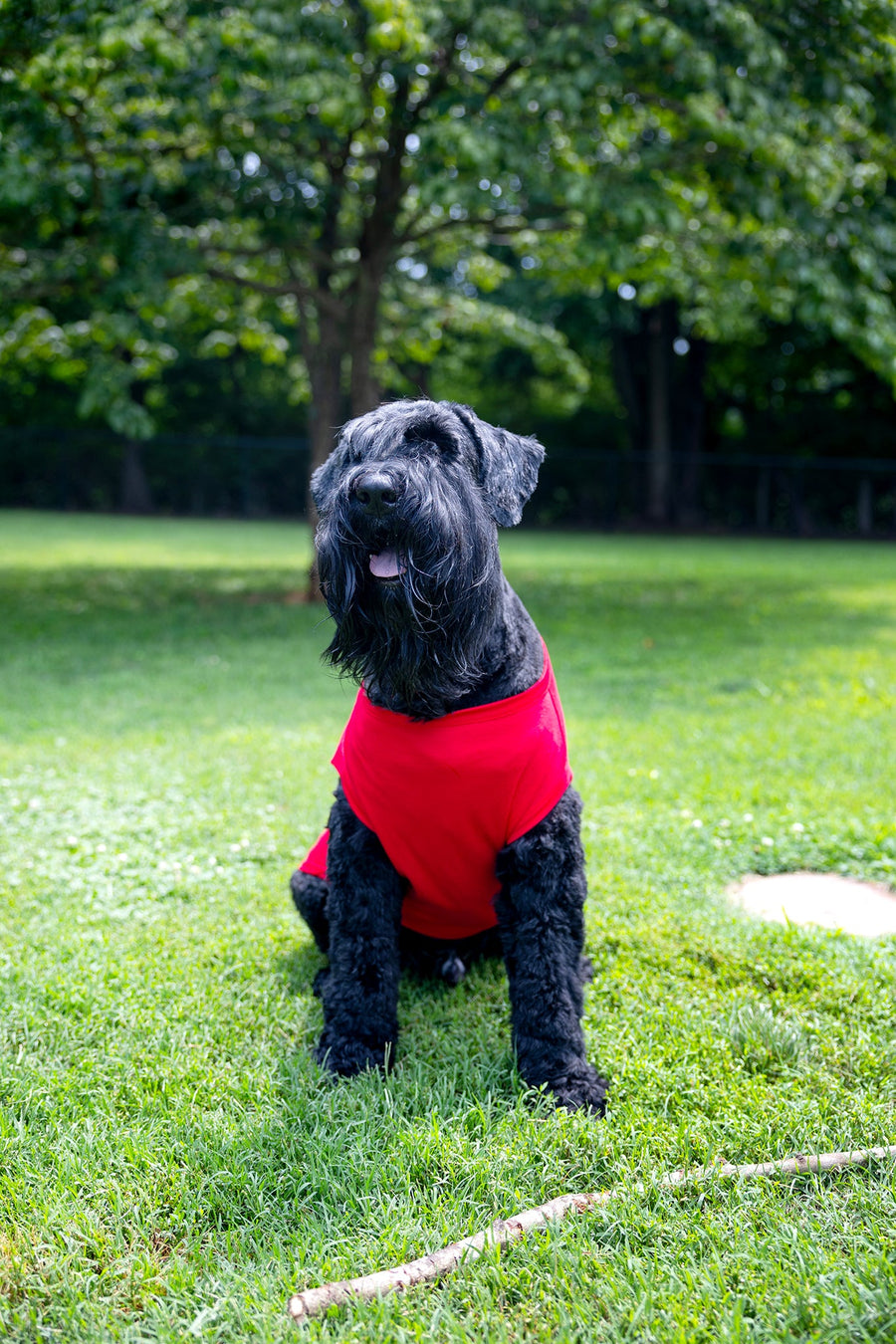 Colorful Dog T-Shirt with Humorous Design - Fun & Cute Pet Apparel