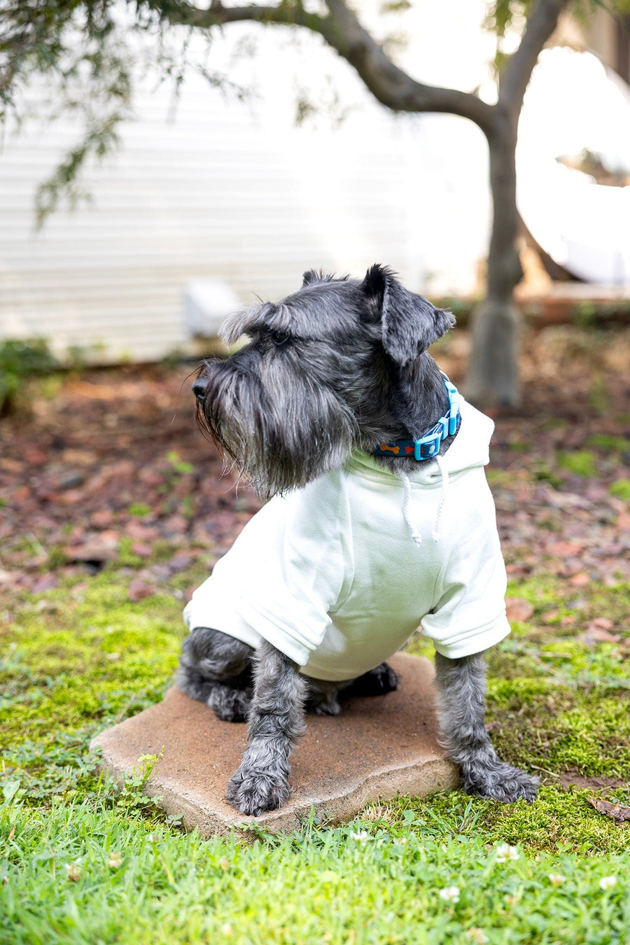 Custom 1st Birthday Dog Shirt – Personalized Party Outfit