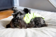 Cute pet shirt in yellow green, dog laying down
