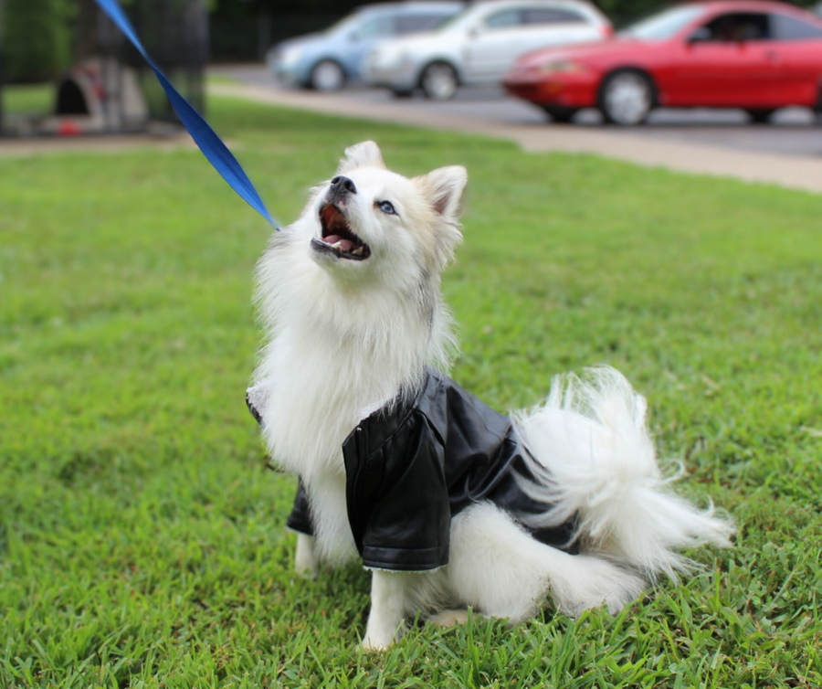 dog sitting with black bomber jacket warm for winter