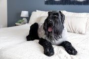 Dog winter sweater with snowflakes, laying on bed, front side view