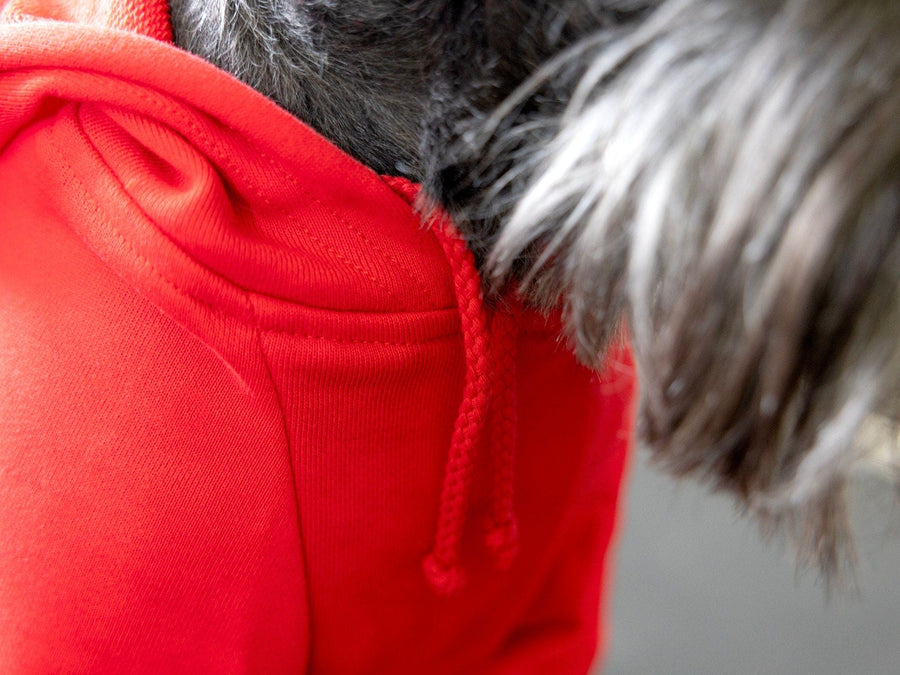 Dog Birthday Hoodie for Boy Dog | Red with Blue & White Design