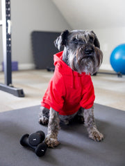 Dog Birthday Hoodie for Boy Dog | Red with Blue & White Design