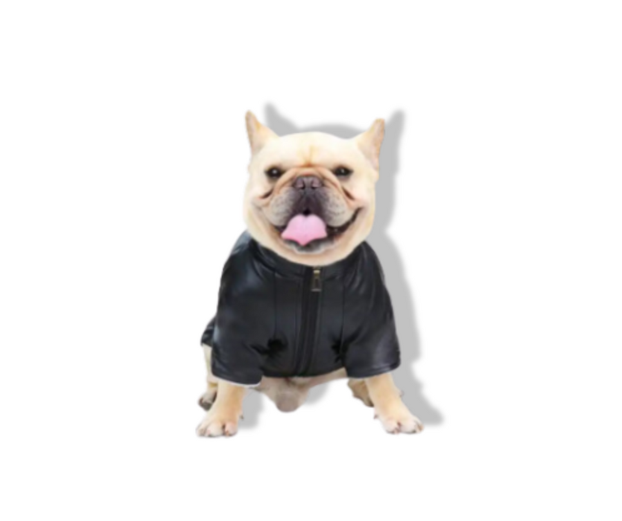 dog in coat to stay dry