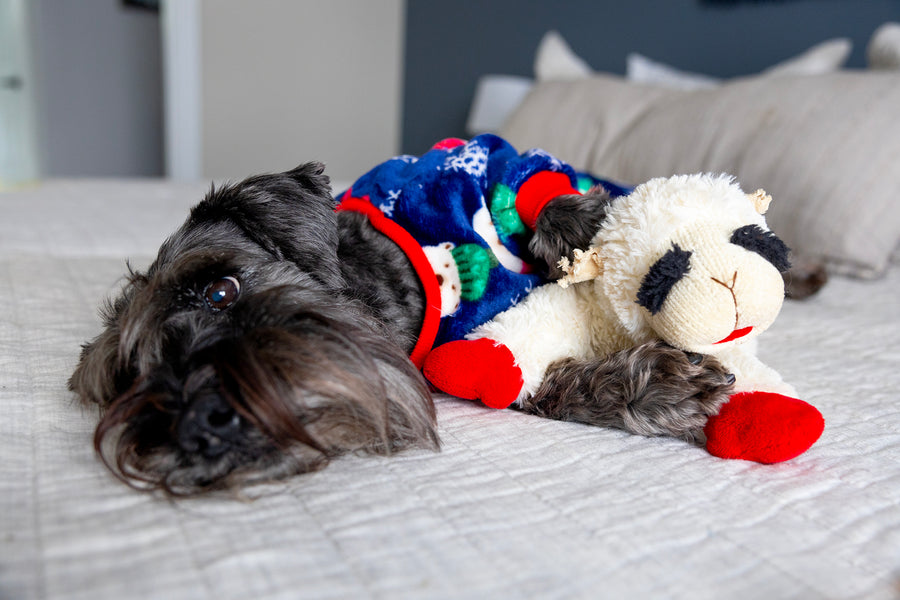 Cute Dog Pajamas in Blue for the Holidays