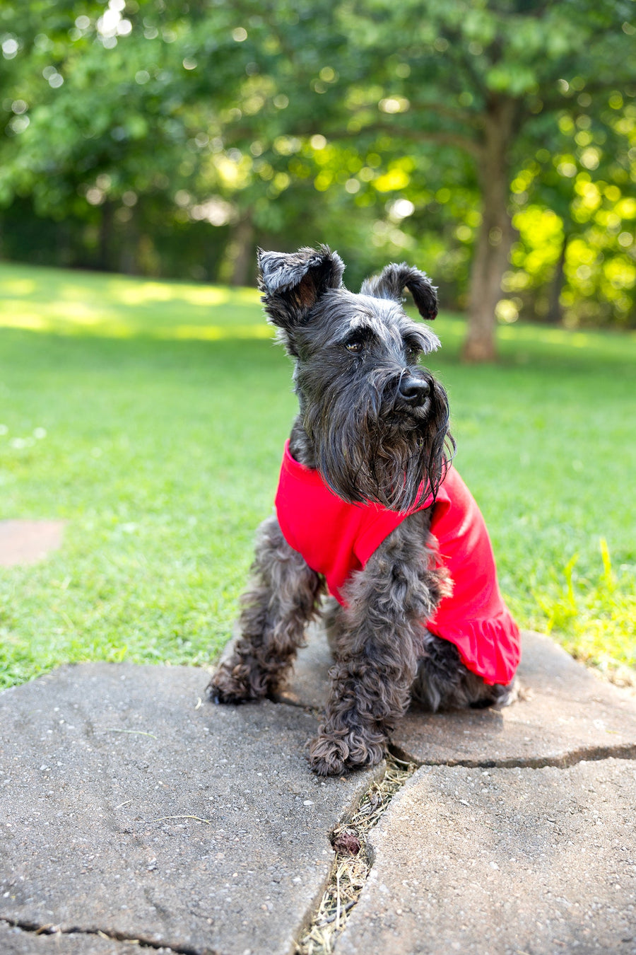 Fourth of July Red Dog Dress | Patriotic Pet Outfit for Your Dog