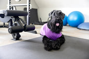 Funny Dog Tank for Girl Dog | Cute and Playful Pet Apparel
