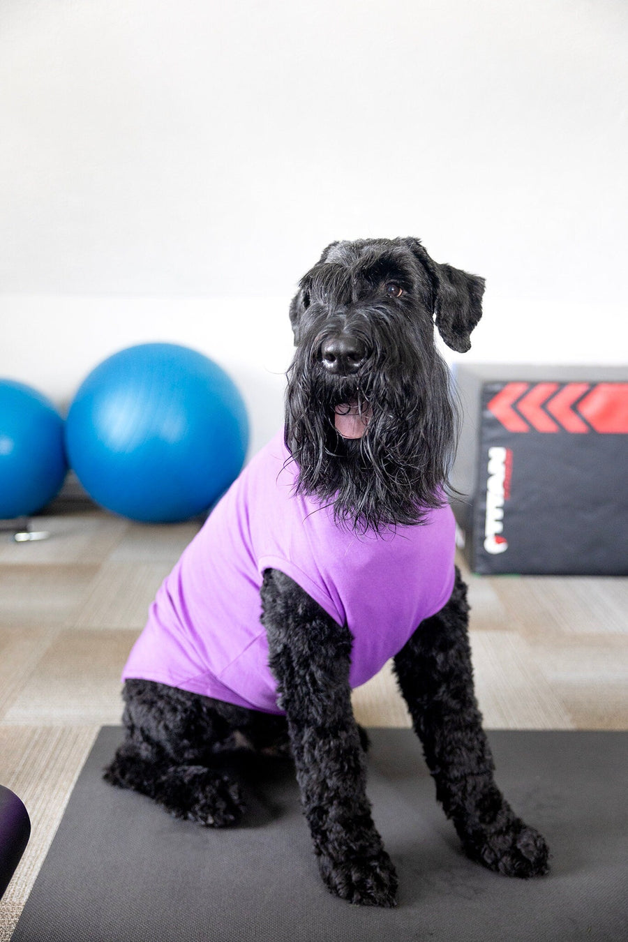 Funny Dog Tank for Girl Dog | Cute and Playful Pet Apparel