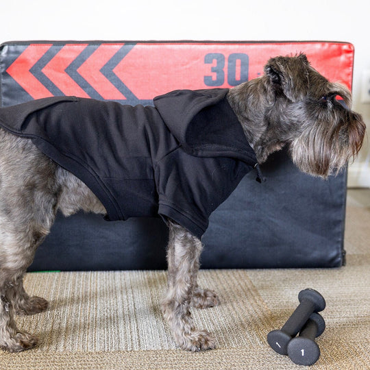 Halloween Dog Sweatshirt | Fall Pet Apparel for Spooky Season