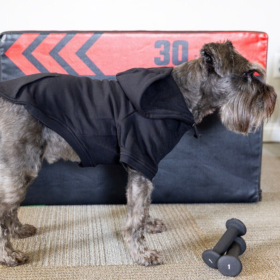 Halloween Dog Sweatshirt | Fall Pet Apparel for Spooky Season