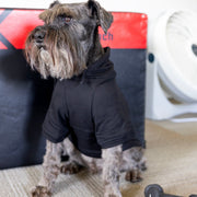 Halloween Dog Sweatshirt | Fall Pet Apparel for Spooky Season