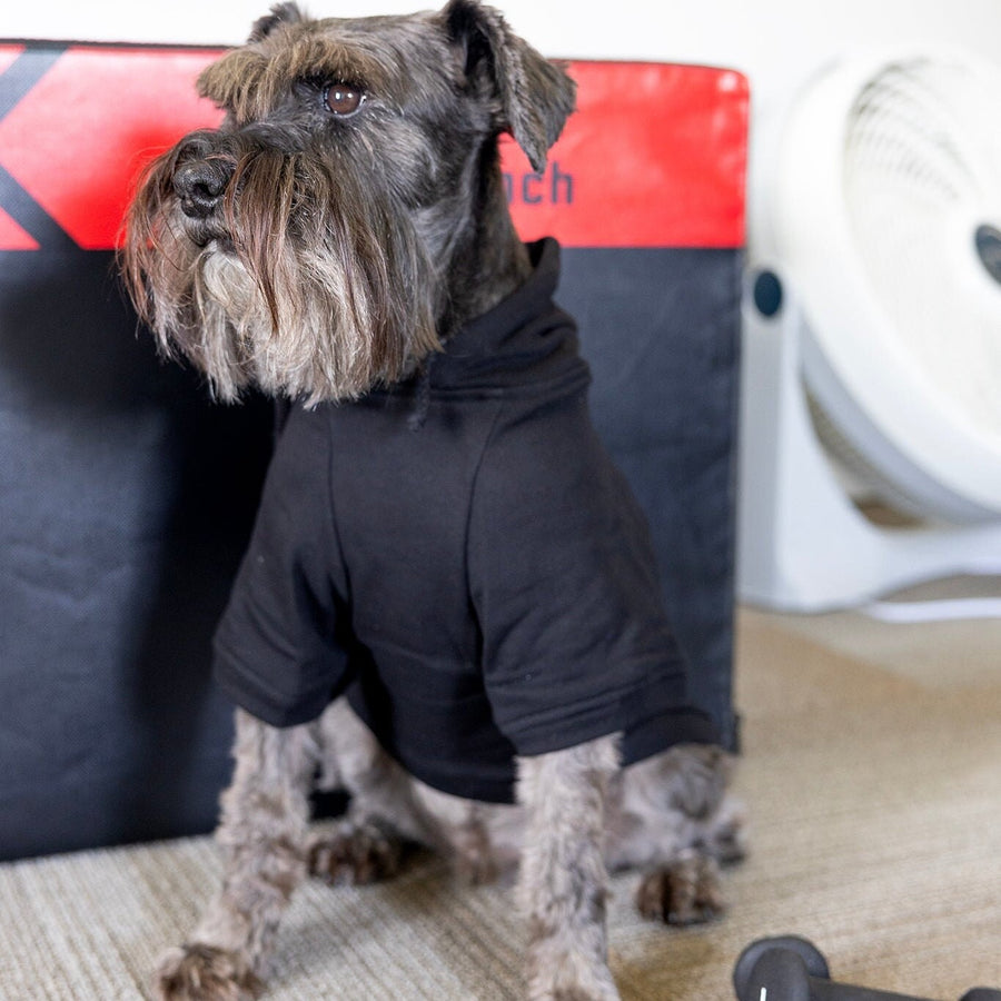 Halloween Dog Sweatshirt | Fall Pet Apparel for Spooky Season