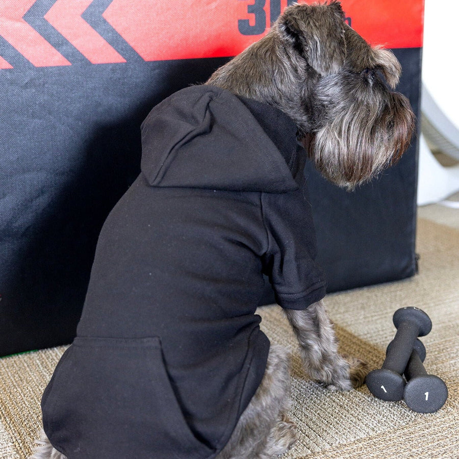 Halloween Dog Sweatshirt | Fall Pet Apparel for Spooky Season