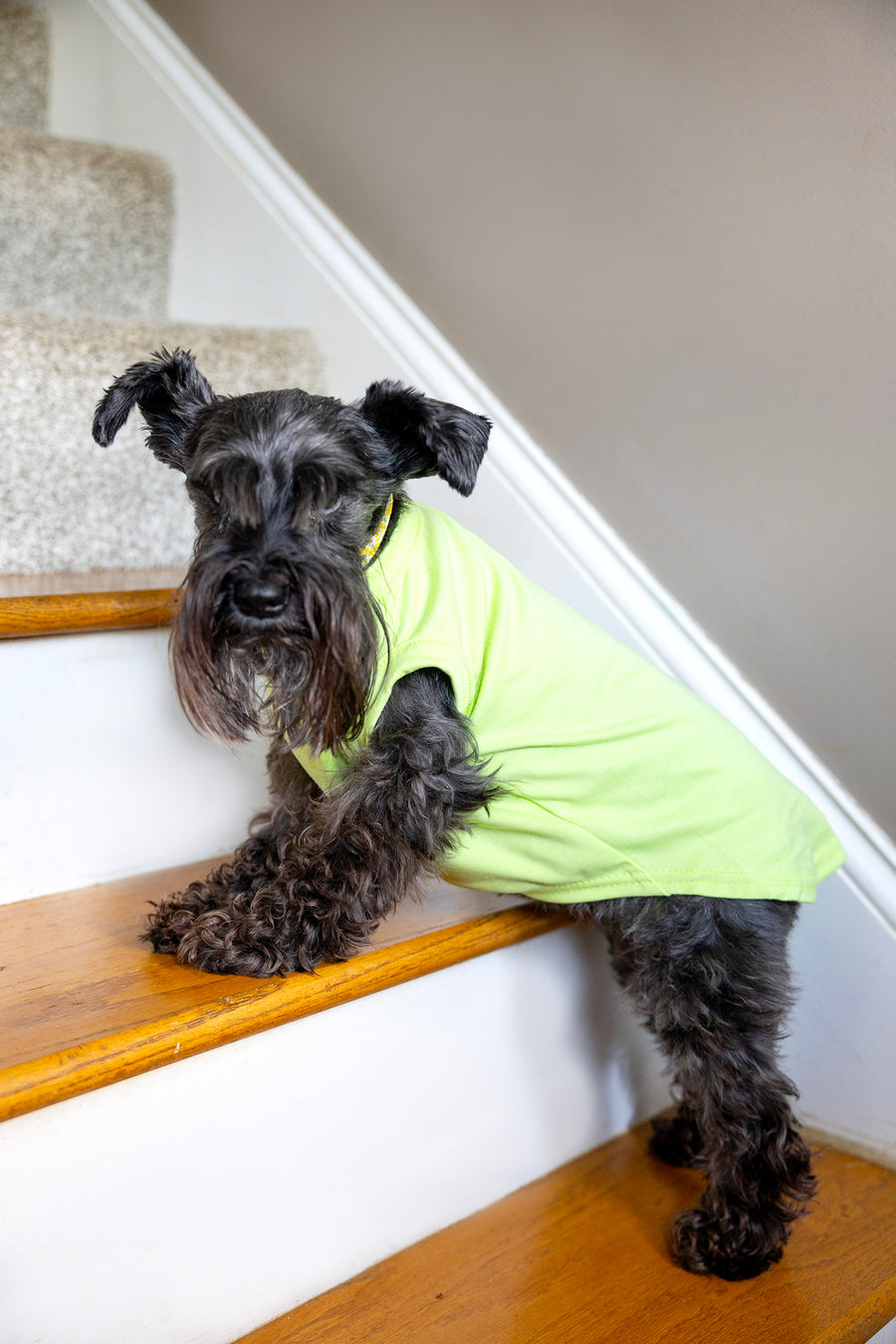 Bright Green Blank Pet Shirt for DIY Customization - Ideal for Personalization