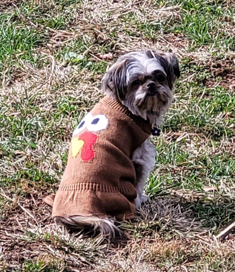 dog sweater dress, back view showing turkey face on dog sweater