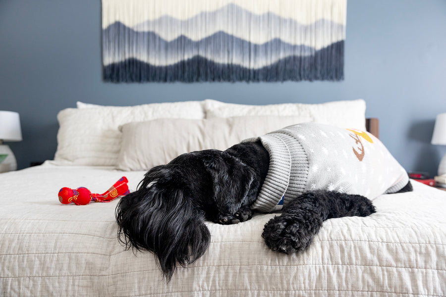 Large Dog Sweater for large breeds, dog laying down with dog turtleneck